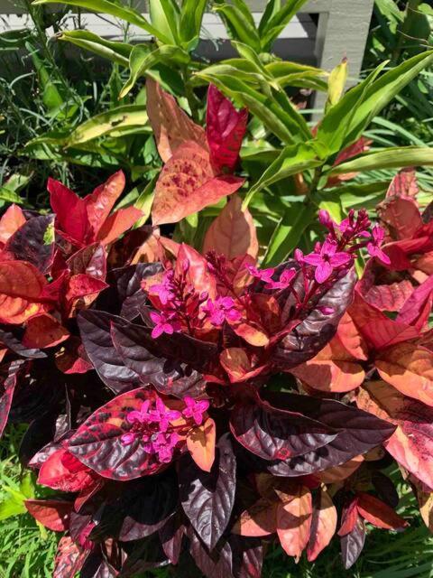 North Shore Garden Suite Haleiwa Esterno foto
