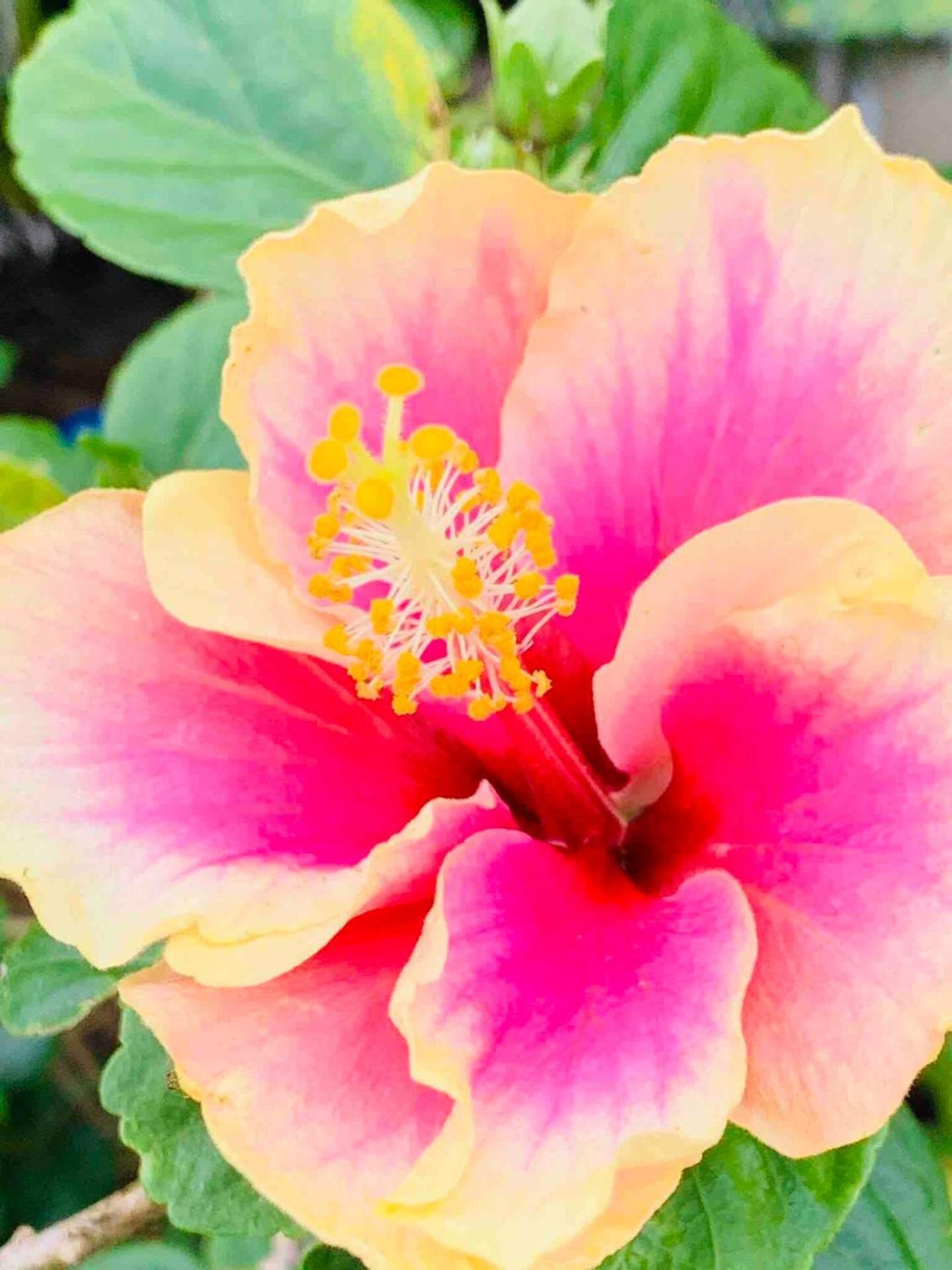 North Shore Garden Suite Haleiwa Esterno foto